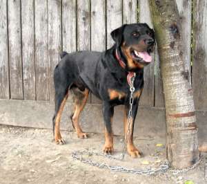 Vand pui Rottweiler