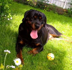 Vand pui Rottweiler