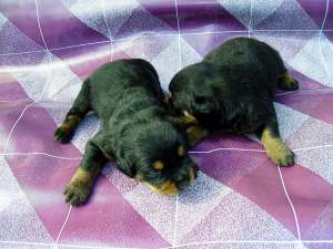Vand pui Rottweiler