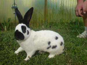 Vand iepuri Fluture German