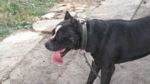 Vand pui Amstaff add: ***** sau tel :  0748714096