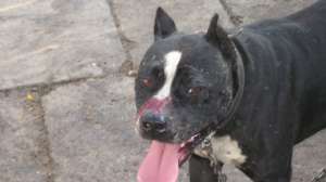 Vand pui Amstaff add: ***** sau tel :  0748714096