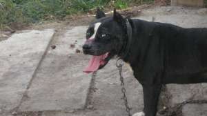 Vand pui Amstaff add: ***** sau tel :  0748714096