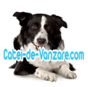 Caini de Vanzare,   Vand Catei