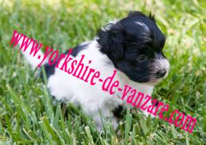 Catei Yorkshire,   Bichoni,   Shih Tzu,   ETC de Vanzare