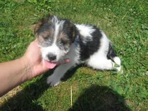 Vand Pui Foxterrier - ARAD