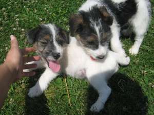 Vand Pui Foxterrier - ARAD