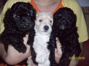vind caniche