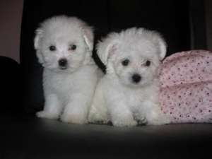 MALTESE,  FRISEE,  BOLOGNESE si HAVANEZ