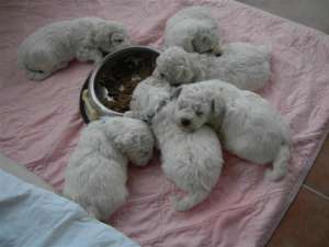 vand bichon  maltez