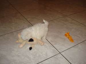 vand bichon  maltez