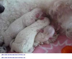 vand bichon  maltez