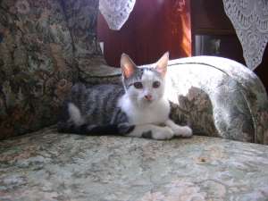 Bubu, motanel gri tigrat cu alb, mici si cuminte