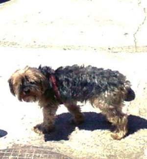 PIERDUT YORK TERRIER IN VATRA DORNEI