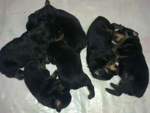 VAND PUI ROTTWEILER TALIE MARE