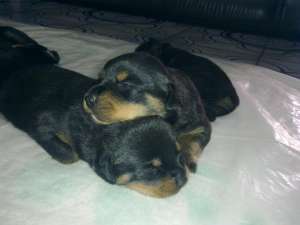 VAND PUI ROTTWEILER TALIE MARE