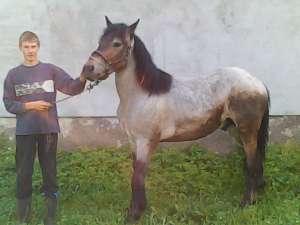 vad sau schimb manz rasa muran are 1 si 2 luni