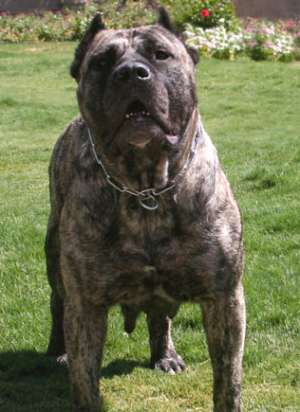 vand Presa Canario