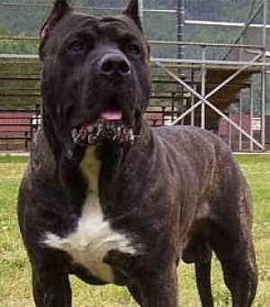 vand Presa Canario