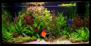 PESTI EXOTICI & ACVARI & PLANTE
