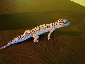 geko leopard