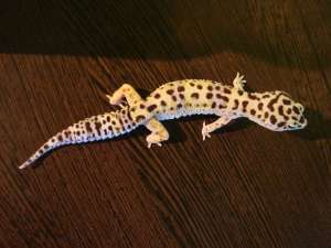 geko leopard