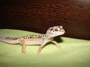 geko leopard