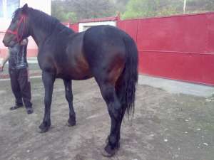 vand armasar