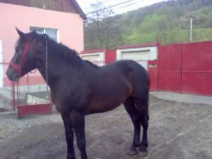 vand armasar