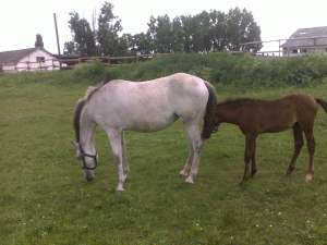 iapa lipitan + manz de vanzare