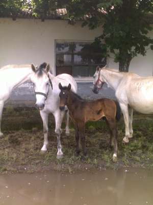 iapa lipitan + manz de vanzare