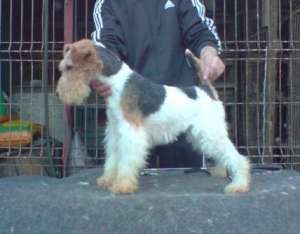 Femele Fox Terrier Mature