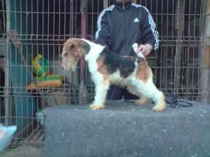 Femele Fox Terrier Mature