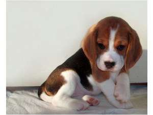 CATEI BEAGLE, 7 SAPTAMANI