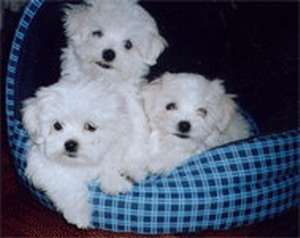 Catelusi Bichon Maltese si Frisee