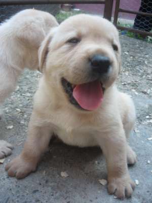 vand pui labrador golden retriever cu pedegre