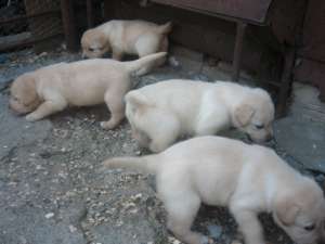 vand pui labrador golden retriever cu pedegre