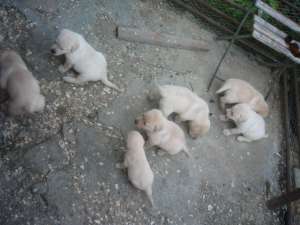 vand pui labrador golden retriever cu pedegre