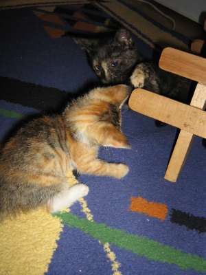 Donez 4 pisici iubitorilor de animale