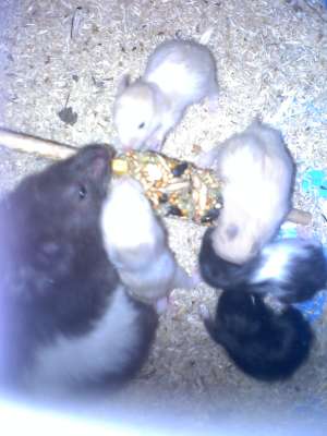 donez pui hamster sirian