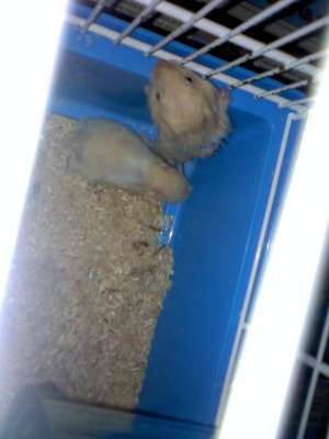 donez pui hamster sirian