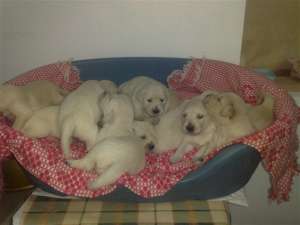 VAND PUI GOLDEN RETRIEVER