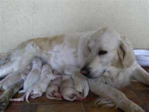 VAND PUI GOLDEN RETRIEVER