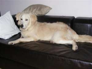VAND PUI GOLDEN RETRIEVER