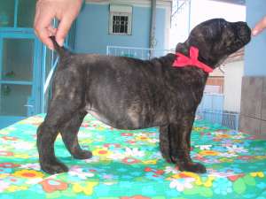 cane corso de vinzare