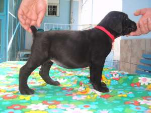 cane corso de vinzare