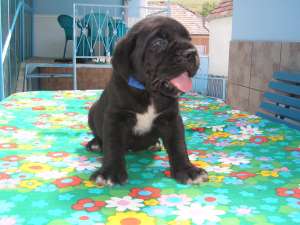 cane corso de vinzare