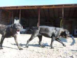 monta cane corso