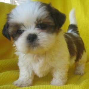 vand pui shih-tzu