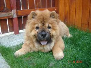 VAND CHOW CHOW